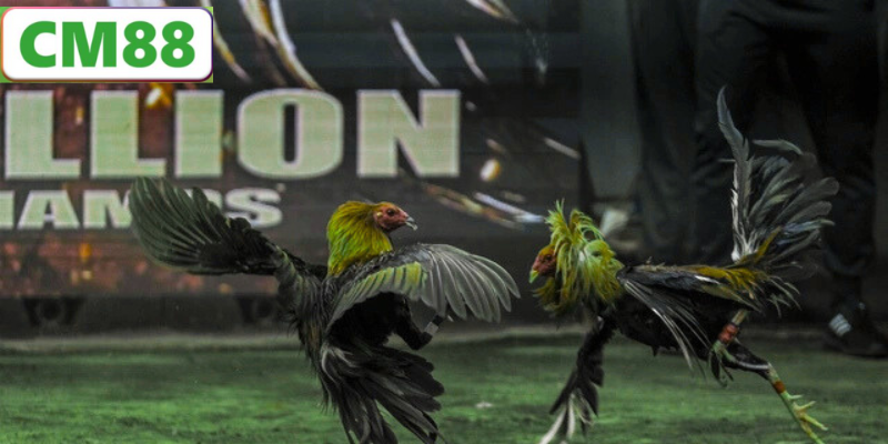 Đá Gà CM88 - Trải Nghiệm Thể Thao Trực Tuyến Đỉnh Cao