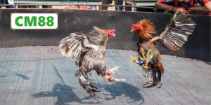 Nguồn gốc và sự phát triển của đá gà cựa dao